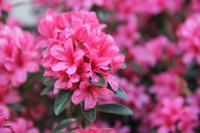 Close-up of pink flowering plant