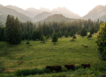 Sheep on grassy field