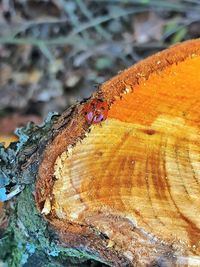 Close-up of insect on tree trunk