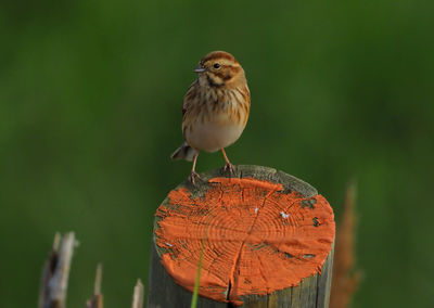 Close-up of bird perching on log