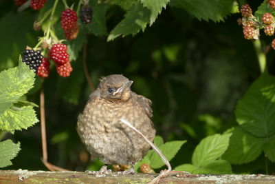 Close-up of bird on fruit