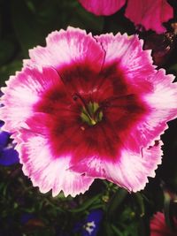 Close-up of pink flower blooming outdoors