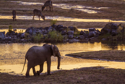 Horses standing in a lake