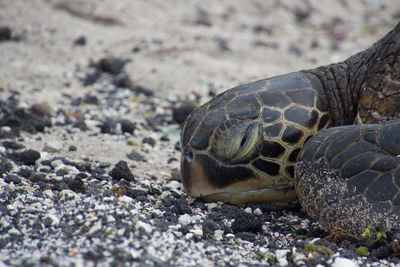 Close-up of turtle on beach