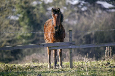 View of horse on field against the sky