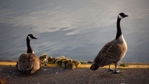 Canada geese in a lake