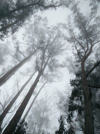 Low angle view of trees in forest against sky