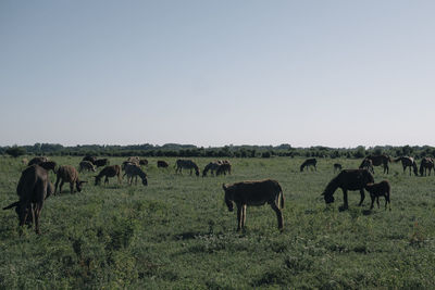 Horses grazing in a field