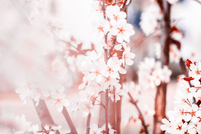 Close-up of cherry blossom