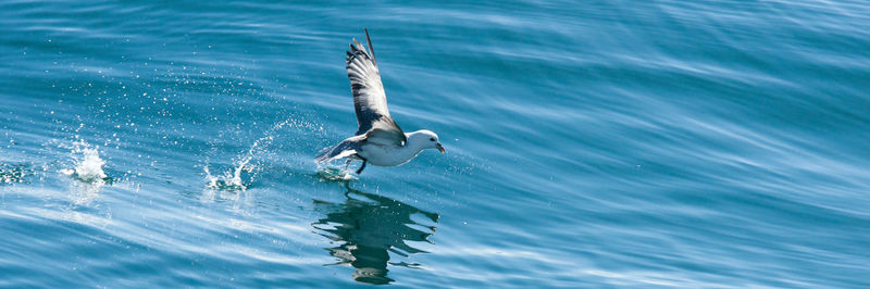 Seagull flying over sea