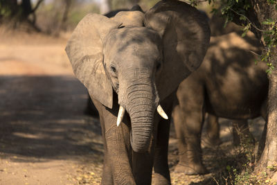 Elephant in a field