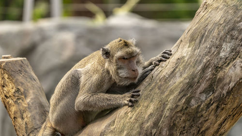 Panoramic view of a monkey sitting on wood