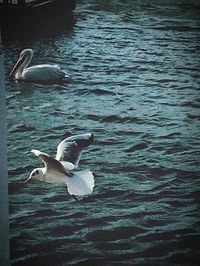 Bird flying over lake