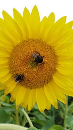 Bee pollinating on sunflower