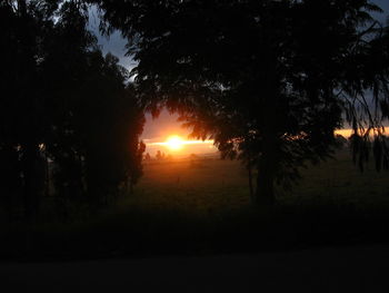 Sun shining through trees