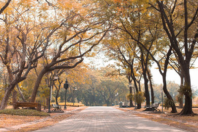 Road amidst trees in park during autumn