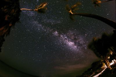 Low angle view of trees against sky at night