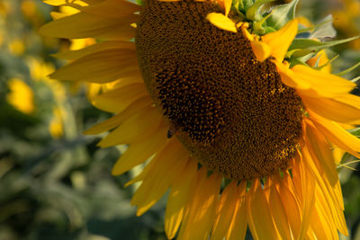 Bee and sunflower