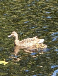 Duck swimming in lake