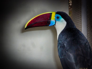 Close-up of a bird