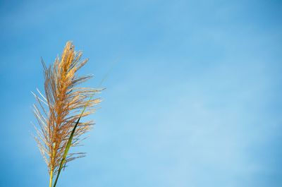 Low angle view of stalks against blue sky