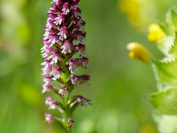 Close-up of purple flowering plant