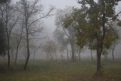 Trees on field in forest