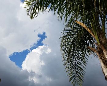 Low angle view of palm tree against sky