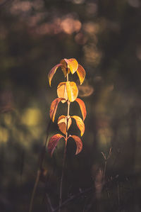 Close-up of golden autumn leaf in sunlight