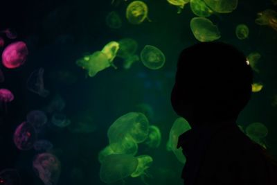 Close-up of silhouette fish in aquarium