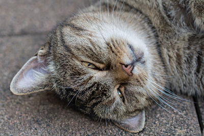 Close-up of cat sleeping