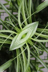 Close-up of wet plant leaves