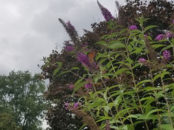 Low angle view of flower tree against sky