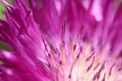 Close-up of pink flower