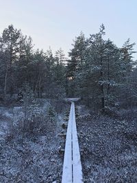 Road along trees