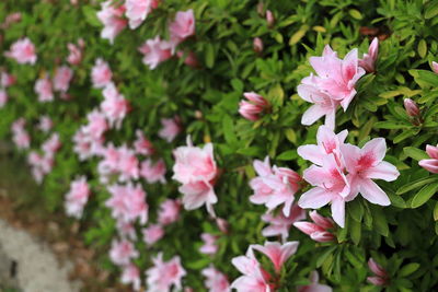 Close-up of pink flowering plants