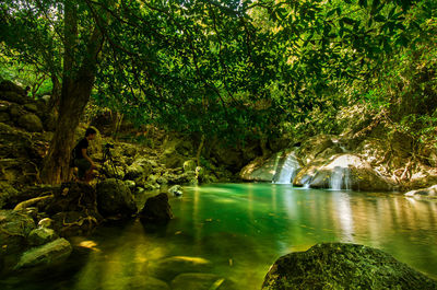 Scenic view of waterfall in forest