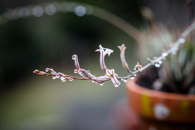 Close-up of plant with water drops