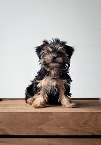 Portrait of a dog on wooden floor