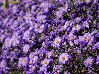 Close-up of purple flowering plants on field