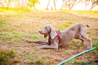 Dog stretching on field