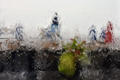 Close-up of sheep in water during winter