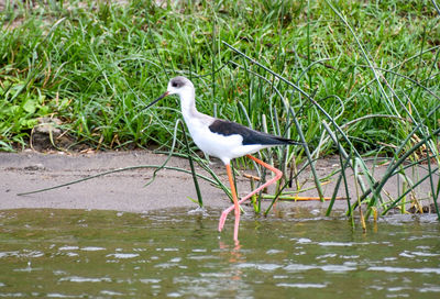 Seagull perching on a land