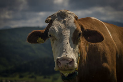 Close-up of cow