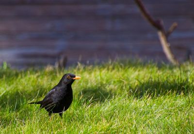 Bird on grassy field