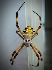 Close-up of spider