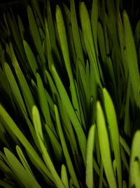 Full frame shot of succulent plant