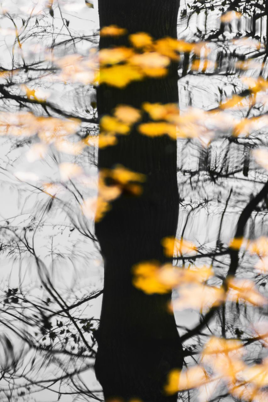 CLOSE-UP OF BARE TREE TRUNK WITH REFLECTION