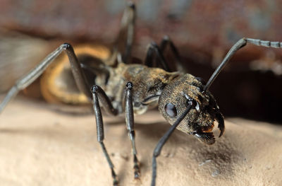 Close-up of insect