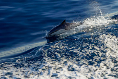 Whale swimming in sea